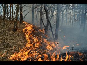 Incendiu la pădure de foioase și de rășinoase în zona Valea Doftanei