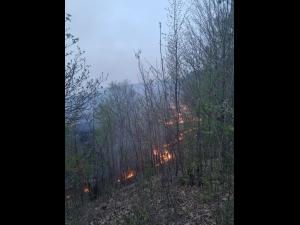 Incendiu întins pe 50 de hectare, în Șoimari IMAGINI 