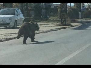 Urs în Sinaia/A fost emis mesaj RO-ALERT