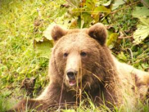 Romsilva intensifica masurile de monitorizare a populatiei de urs in fondurile cinegetice gestionate in zonele de risc privind interactiunea cu oamenii