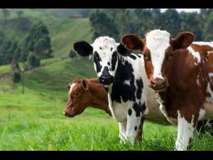 Două vaci au fost omorâte și una rănită, la Puchenii Mari 