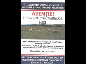 Primăria Comarnic, semnal de alarmă asupra riscului de pestă la rumegătoarele mici