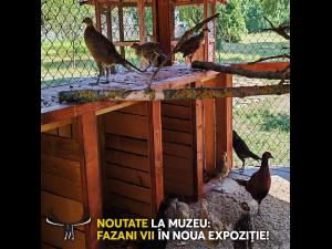 Expoziție de fazani vii la Muzeul Cinegetic al Carpaților ,,Posada” administrat de Direcția Silvice Prahova 