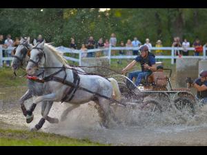 Programul complet al evenimentului ecvestru Karpatia Horse Show 