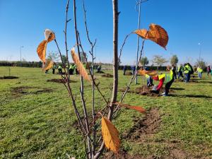 250 de cireși japonezi și 150 de frasini, plantați în Parcul Municipal Ploiești 