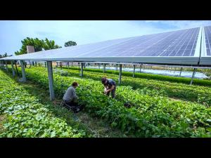 Sprijin financiar pentru agricultorii care cultivavă legume în sere și solarii