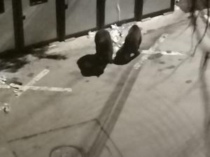 Un nou mesaj RO Alert, emis în Bușteni/Este semnalată prezența unui urs